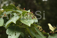 Nothapodytes nimmoniana